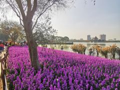 -顺峰山公园