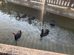 -无锡动物园·太湖欢乐园