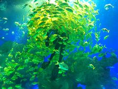 -芜湖新华联大白鲸海洋公园