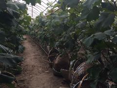 -马陆小张葡萄园农家乐