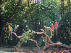 -广州长隆飞鸟乐园