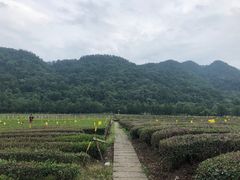 -中国茶叶博物馆(双峰馆区)