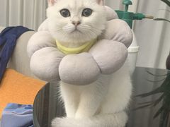 -佳雯宠物医院·皮肤科·内外科(春晓路分院)