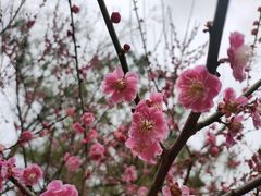 -青枫公园