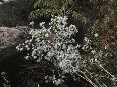 -鹫峰国家森林公园