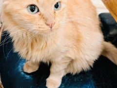 -猫小院猫主题餐厅(南锣旗舰店)