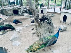 -东部华侨城