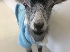 -怪兽屋·羊驼·猫咖·狗咖(俊华广场店)