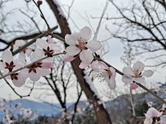 -阳台山自然风景区