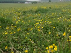 -塞罕坝国家级自然保护区