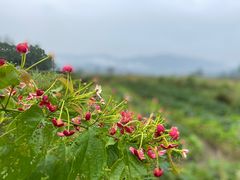 -古山重-长泰滑翔伞基地