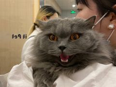 -BABIT巴比特宠物(MOMOPARK店)