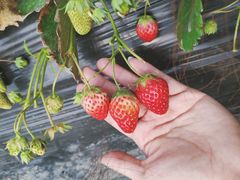 -胜丰草莓采摘园