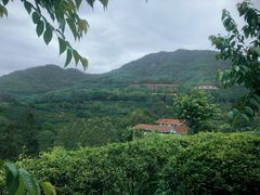 -雁南飞茶田景区
