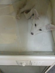 -神奇动物撸宠馆·羊驼·小浣熊·异宠(豫园店)