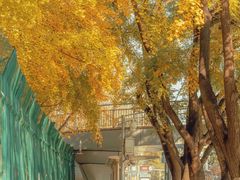 -三里屯东五街银杏大道