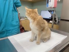 -中农大我爱我爱动物医院·核磁CT·猫病·24小时夜诊中心(石佛营店)