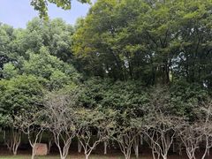 -宜兴龙背山森林公园