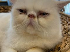 -Heymao猫咖.咖啡厅(东门店)