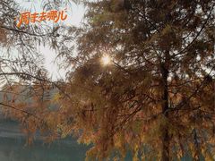 -合肥滨湖国家森林公园