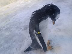 -芜湖新华联大白鲸海洋公园