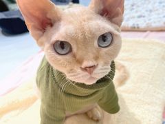 -COLOR PETS 撸猫馆·购猫·猫咖(长风大悦城店)