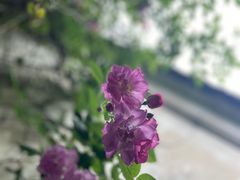 -艺圃