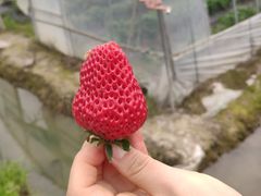 -米果果小镇