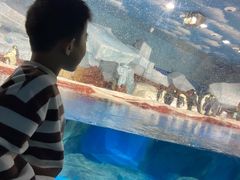 -海合安武汉极地海洋公园