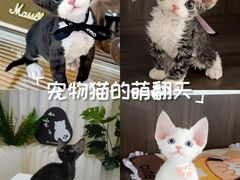 -山宅一喵德文卷毛猫舍