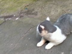 -瑞派名望24h动物医院异宠专科·猫专科·骨科·重症监护分院