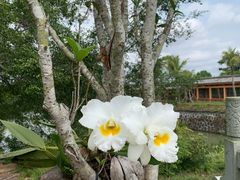 -海南文笔峰盘古文化旅游区