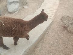 -石家庄市动物园