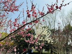 -同里国家湿地公园