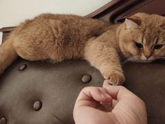 -东方名猫馆·英短金渐层布偶猫舍(环线广场1号楼店)