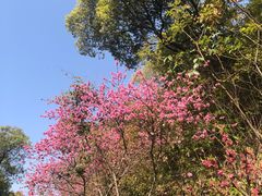 -杭州半山国家森林公园