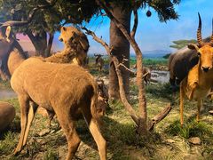 -国家自然博物馆