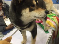 -东浩兰生上海世博展览馆