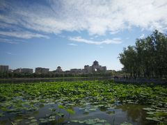 -莲花池公园