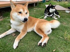 -不觉晓CAMPING(上海迪士尼营地店)