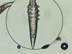 -宠颐生动物医院·心脏科·保险定点(锦阳分院)