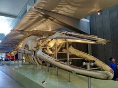 -墨尔本博物馆(Melbourne Museum)
