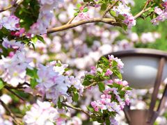 -海棠花溪(元大都城垣遗址公园)