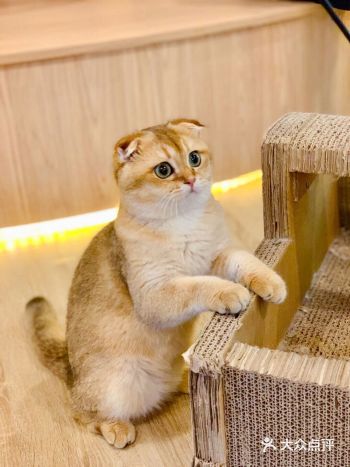 发现一家新开的猫咖狗咖，工作日和同事相约去撸猫