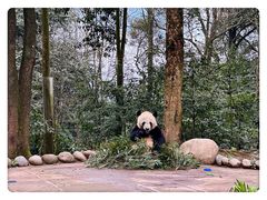 -中国大熊猫保护研究中心雅安碧峰峡基地