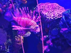 -暹罗海洋世界