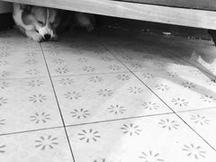 小少年-22cafe