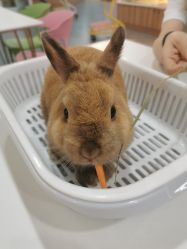 -Moni星球萌宠·小马宝莉·灵蛇·高端高阶全萌宠互动体验俱乐部(红豆国际广场店)