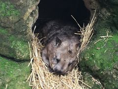 -费瑟代尔野生动物园