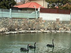 -芭东小镇温泉